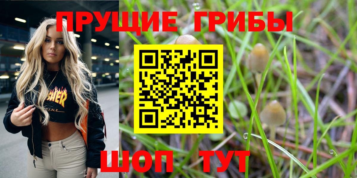 Тара  где продают наркотики  Вход с VPN  Галлюциногенные грибы GOLDEN TEACHER 